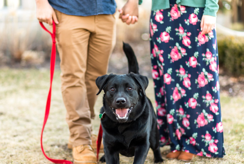 Dog Engagement Photos-Illinois Engagement Photographer